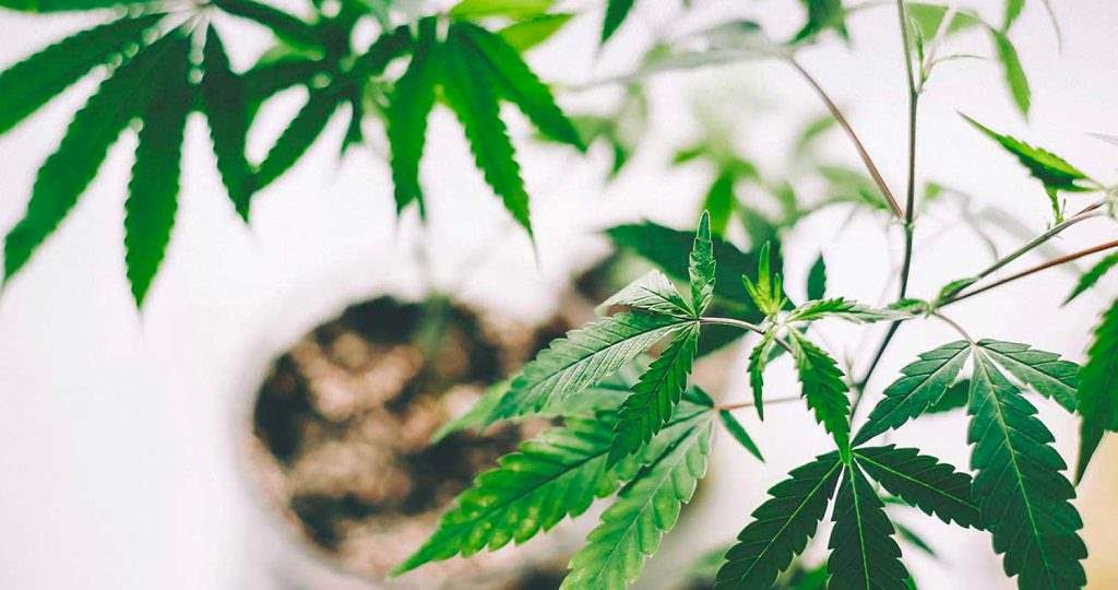 CBD Extraction