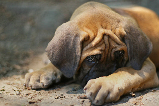 Signs of Stress in Your Dog