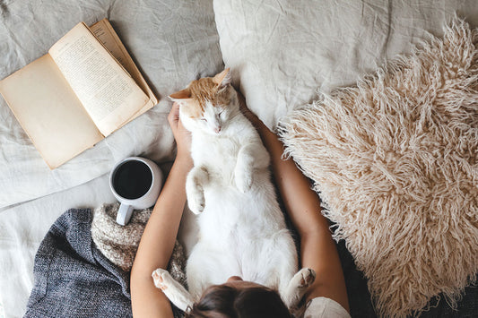 Helpful Tips for Introducing CBD Into Your Pet’s Day-to-Day Routine