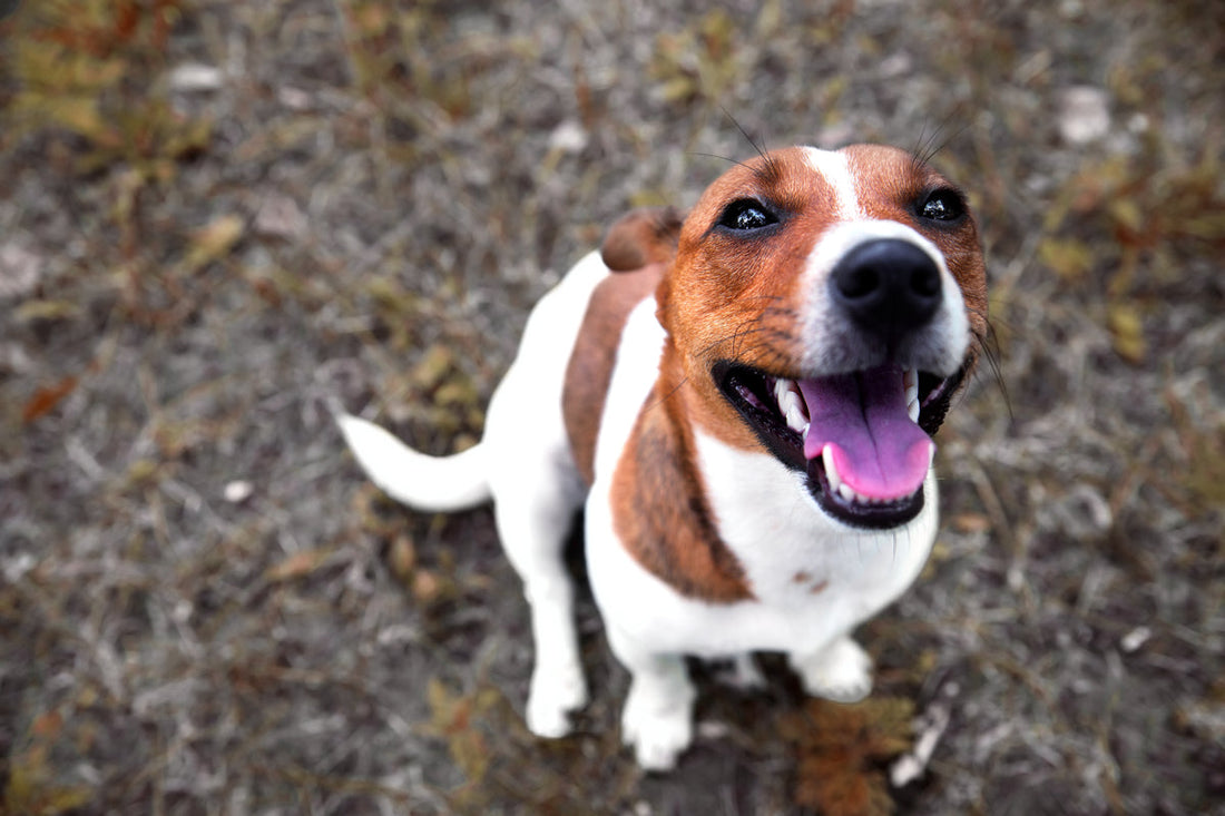 Keep Your Dog’s Breath Fresh