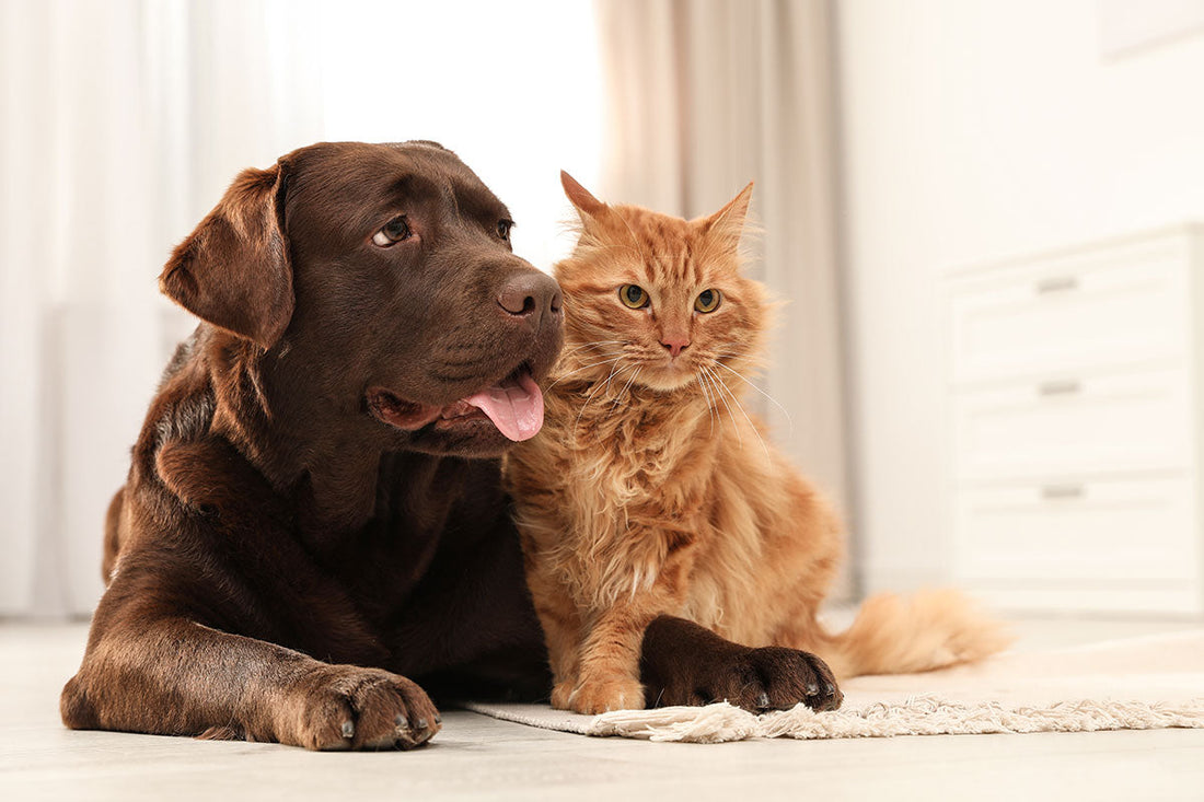 CBD Living Pet Calming Water Booster