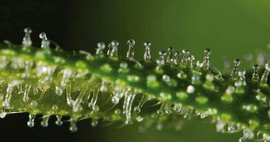 Endocannabinoid System