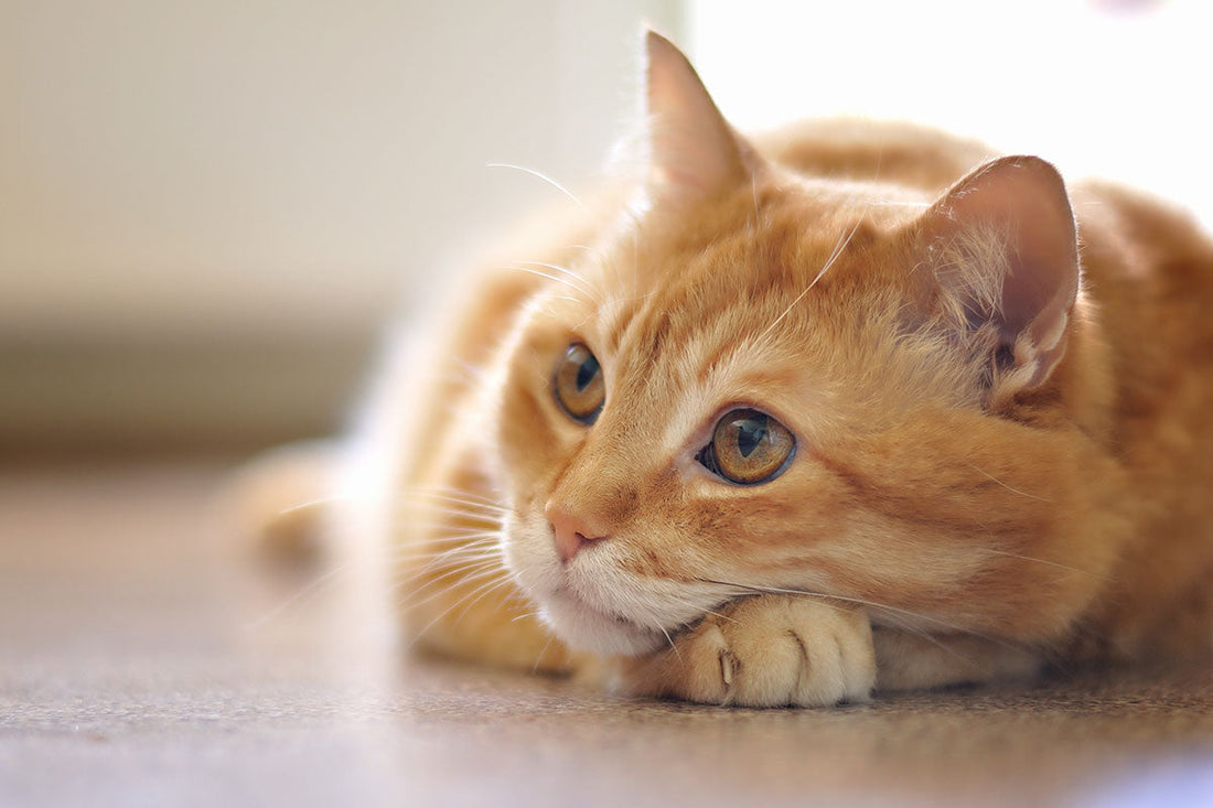 CBD Infused Pet Products