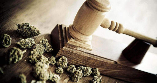 Hemp CBD vs. Cannabis CBD