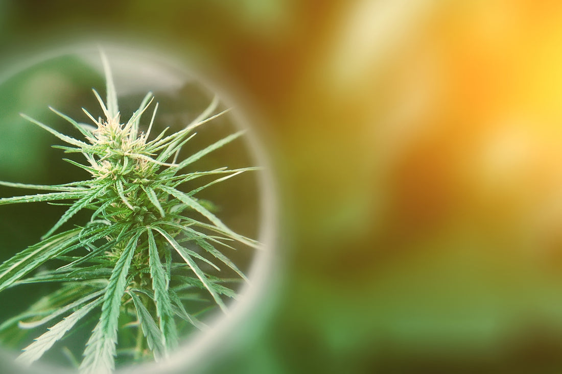 3 Things You Need To Do To Maximize The Benefits of CBD