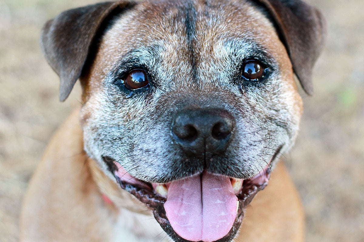 Signs Your Senior Dog May Benefit from a CBD Supplement