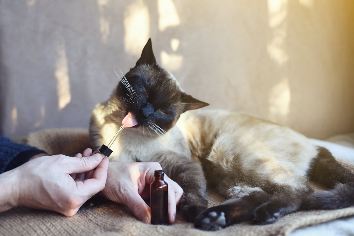 The Cat’s Out Of The Bag, CBD Is Good For Your Feline Friend