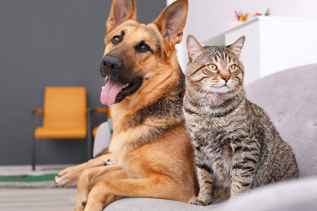 Topical CBD Pet Products