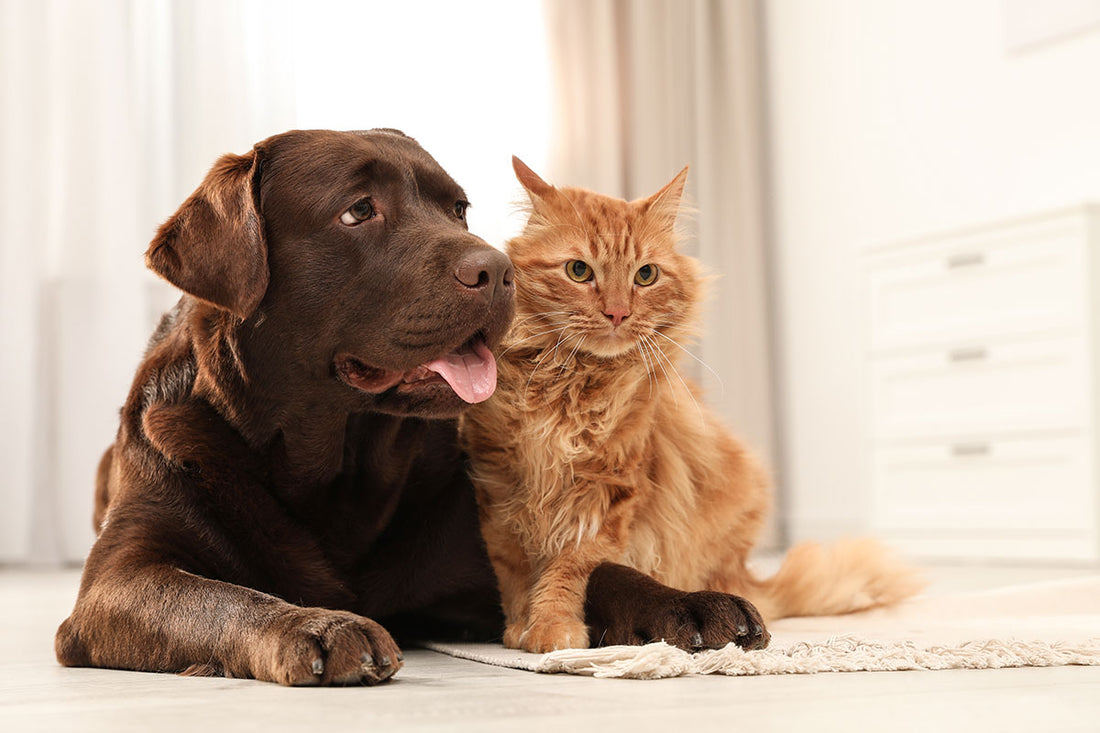 CBD Living Pet Calming Water Booster