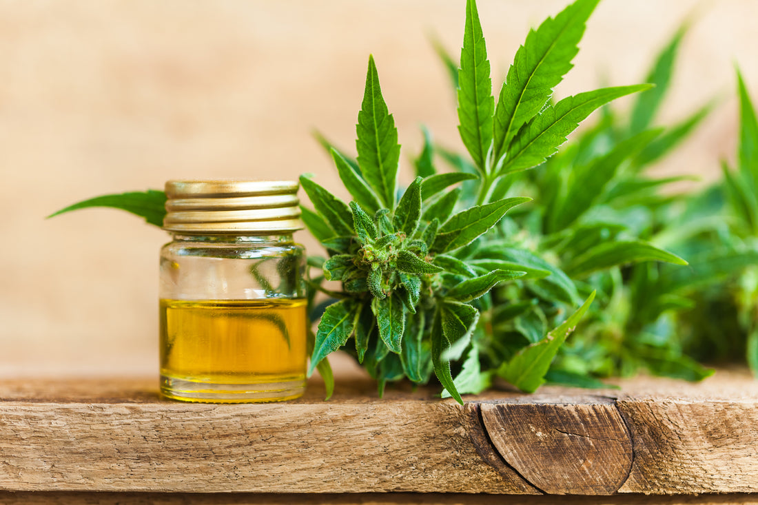 CBD and Gut Health