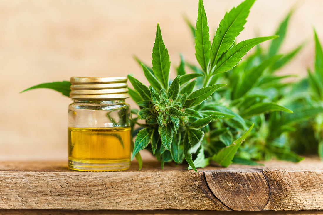 CBD and Gut Health