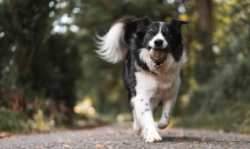 CBD Dog Chews For Joint Pain