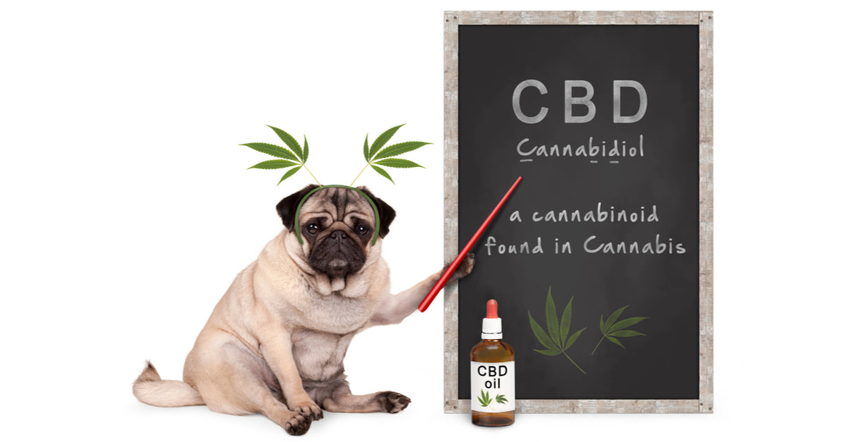 Interesting Things About CBD You May Not Know