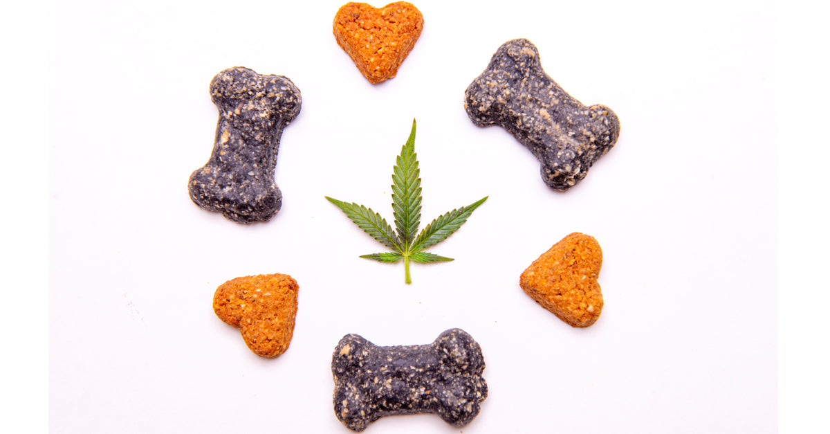 CBD Is Now An Option For Pets