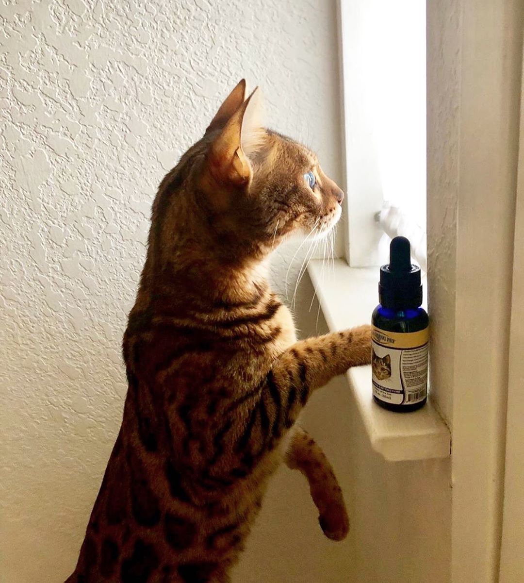 CBD Cat Products