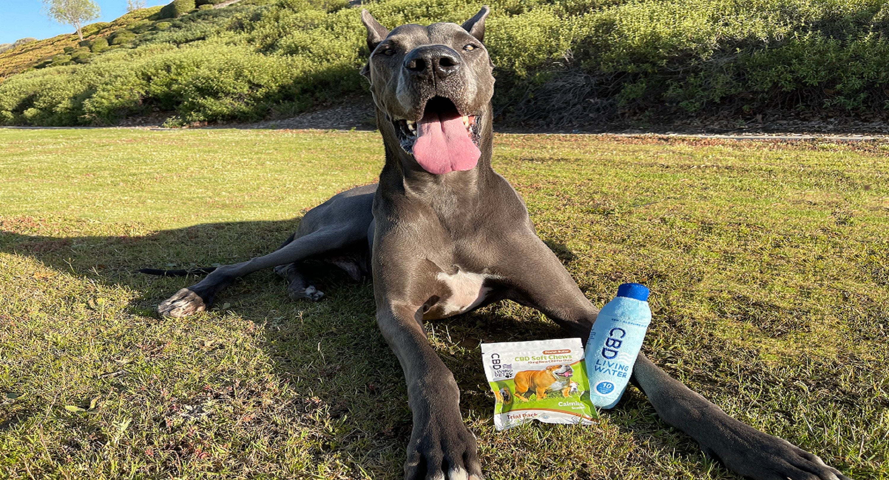 CBD for Dogs